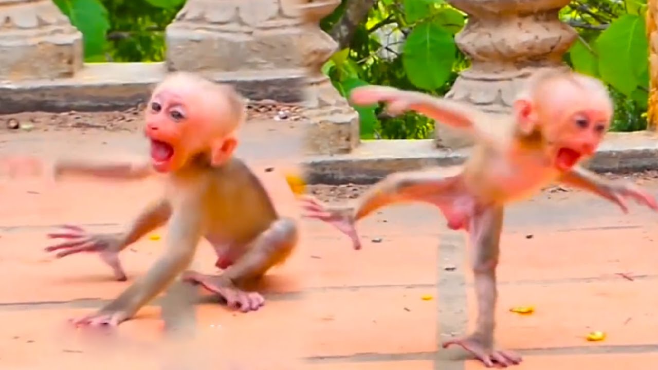 Was the baby monkey angry with his mother? He threw a tantrum and did a crazy dance.