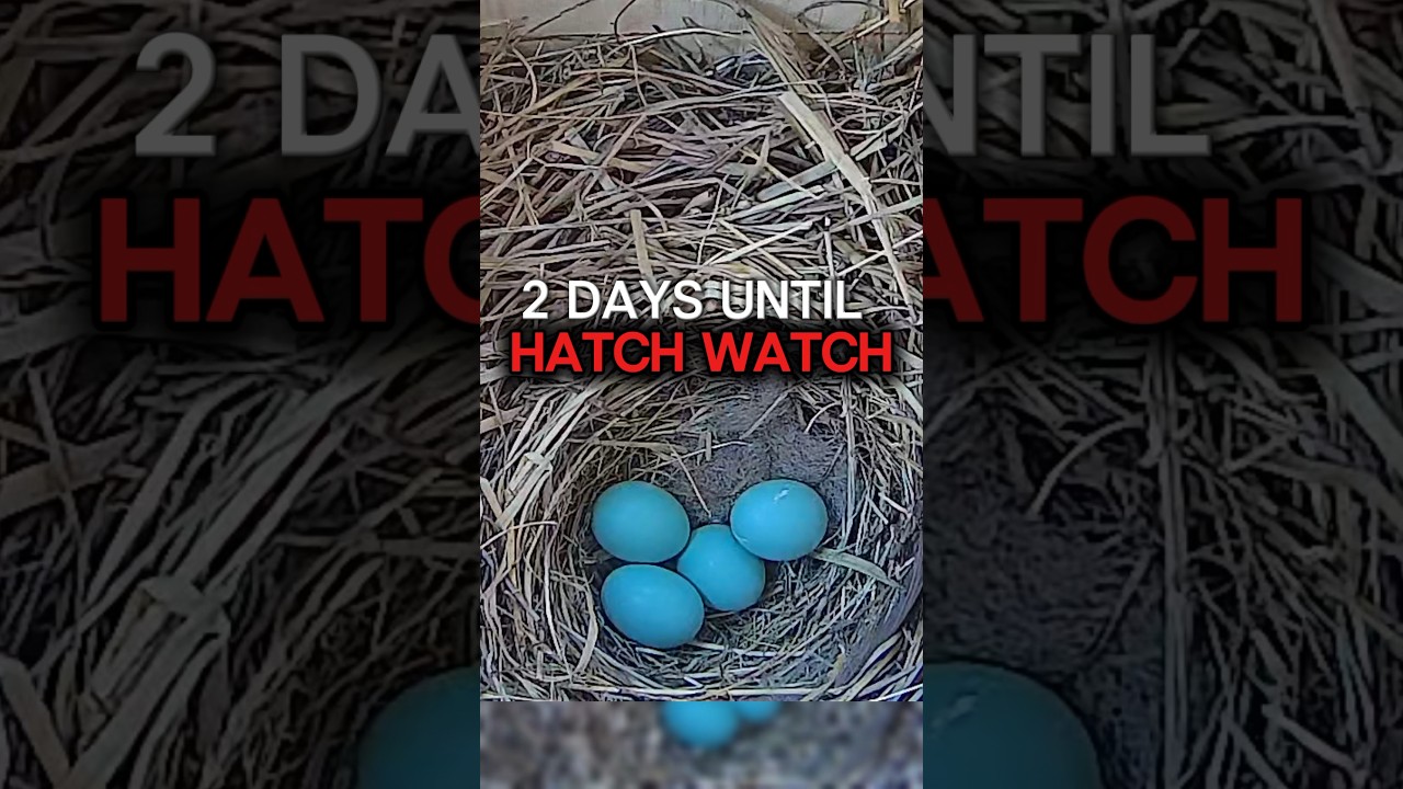 BABY BLUEBIRDS Coming Soon! 😍🐣 #babybird #bluebirds #nestboxcamera #birdboxcamera #birdbox