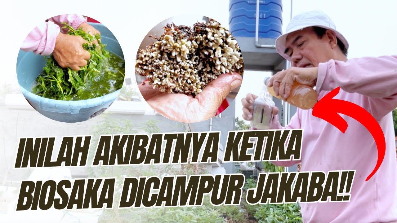 Hasil Diluar Ekspektasi!!! Kolaborasi BIOSAKA & JAKABA | Seri Petani Urban
