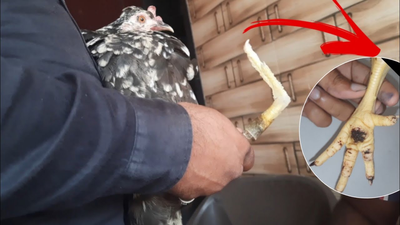 Making Prosthetic Chicken Leg| Artificial leg |Prosthetic limb