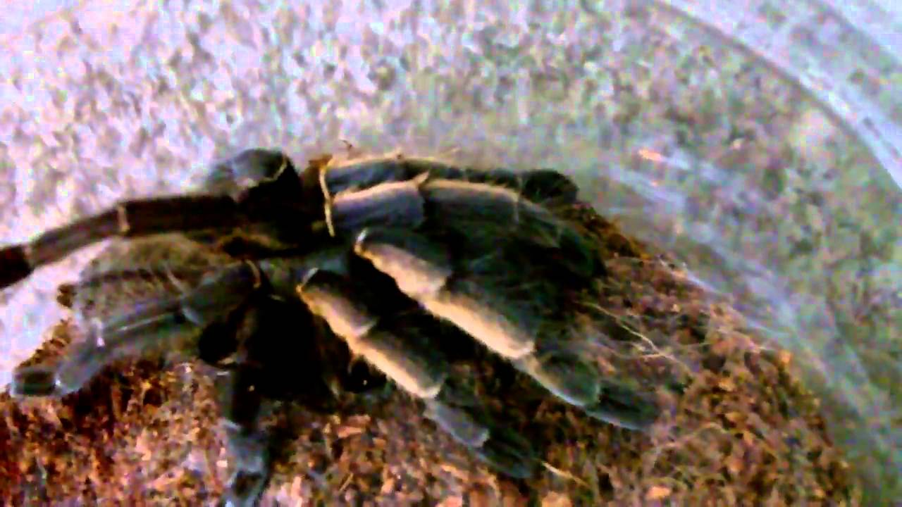 Montreal Reptile Expo - October 24th