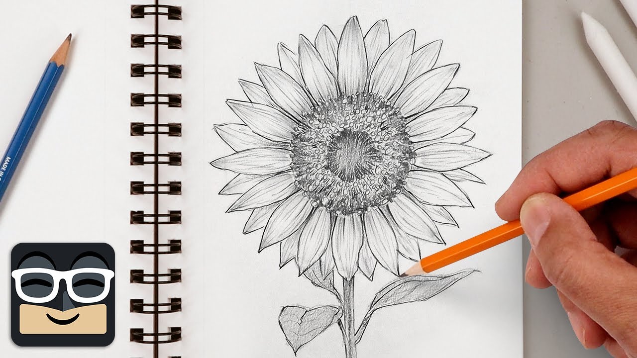 How to Draw a Realistic Sunflower | Step by Step Sketch Tutorial