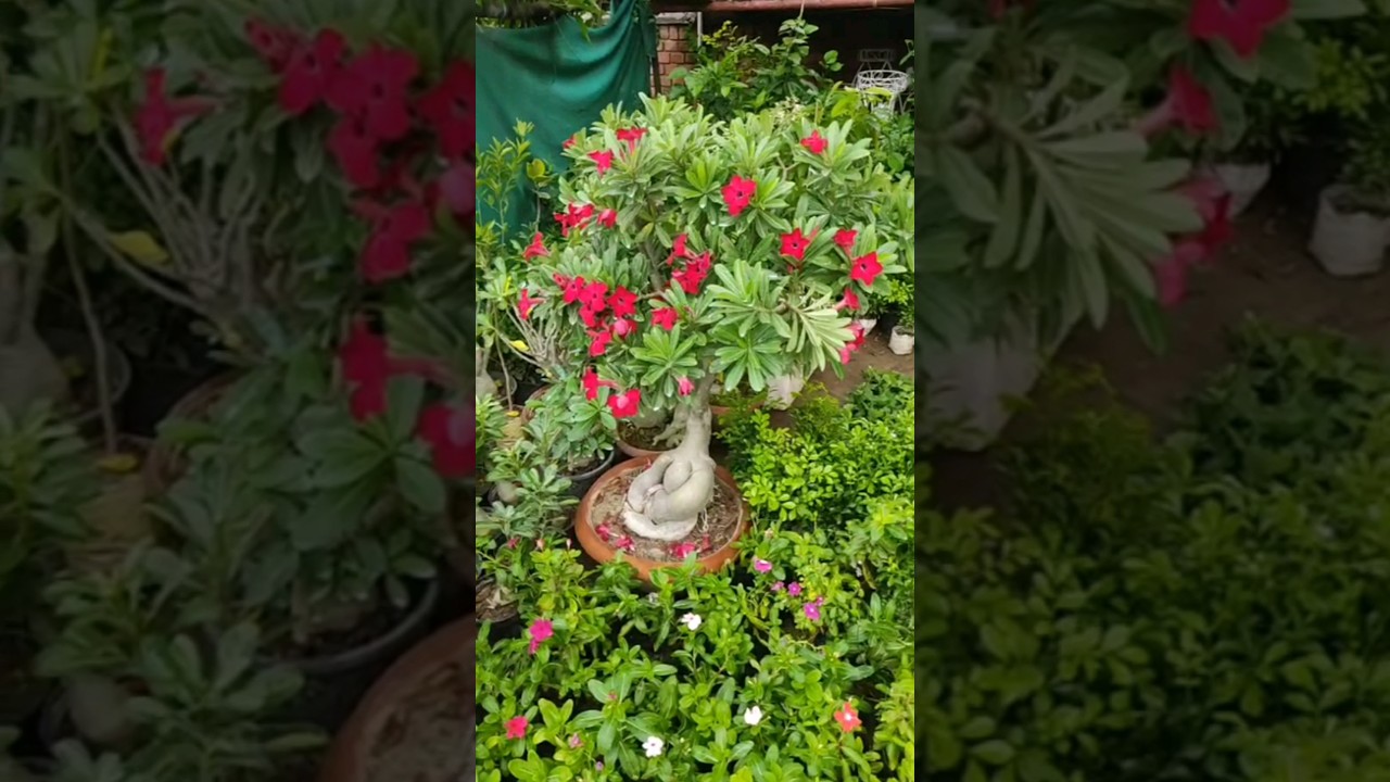 lucknow nursery visit#nursery #plants #plantnursery #garden #gardening#balconygarden #happygardening