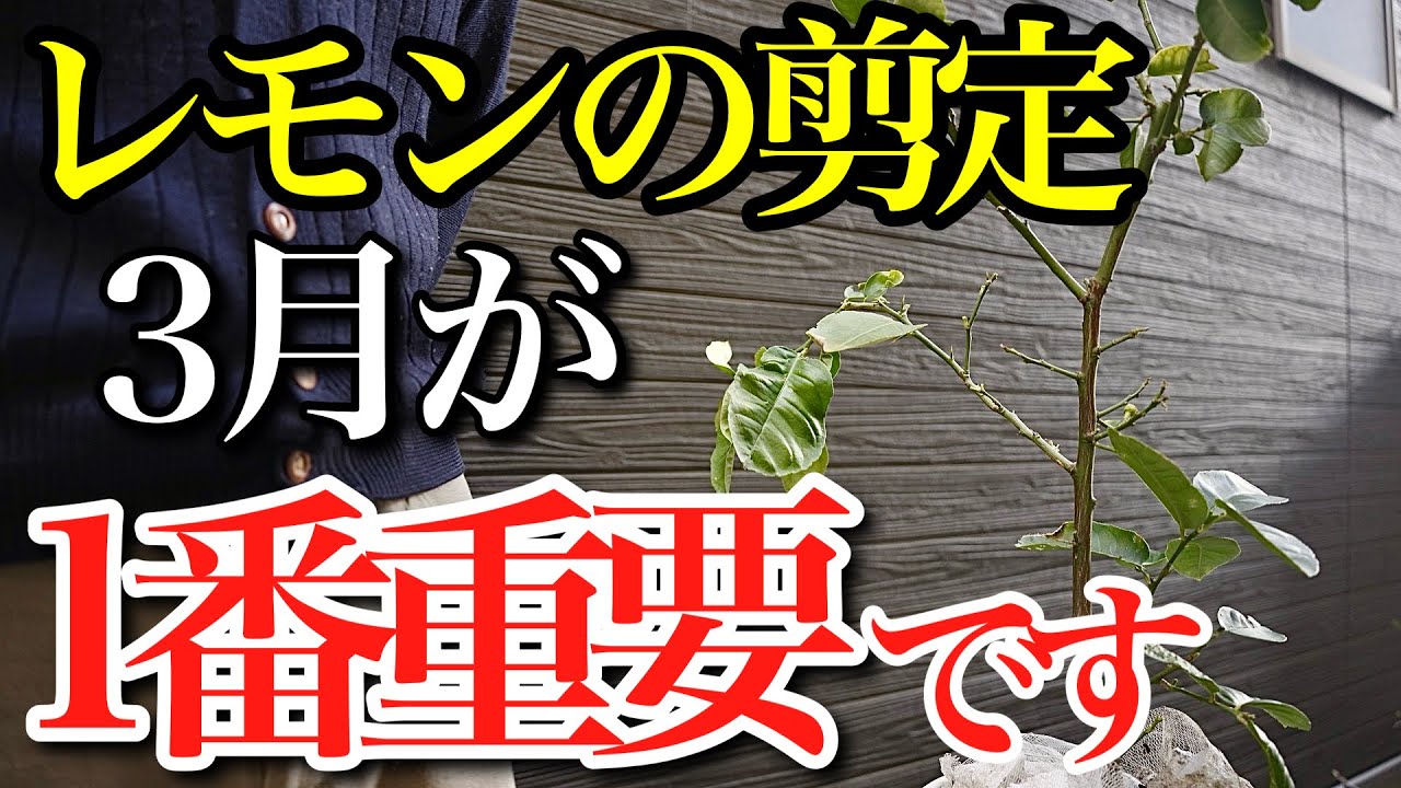 【レモン】実を付けるために剪定はこれを覚えてください