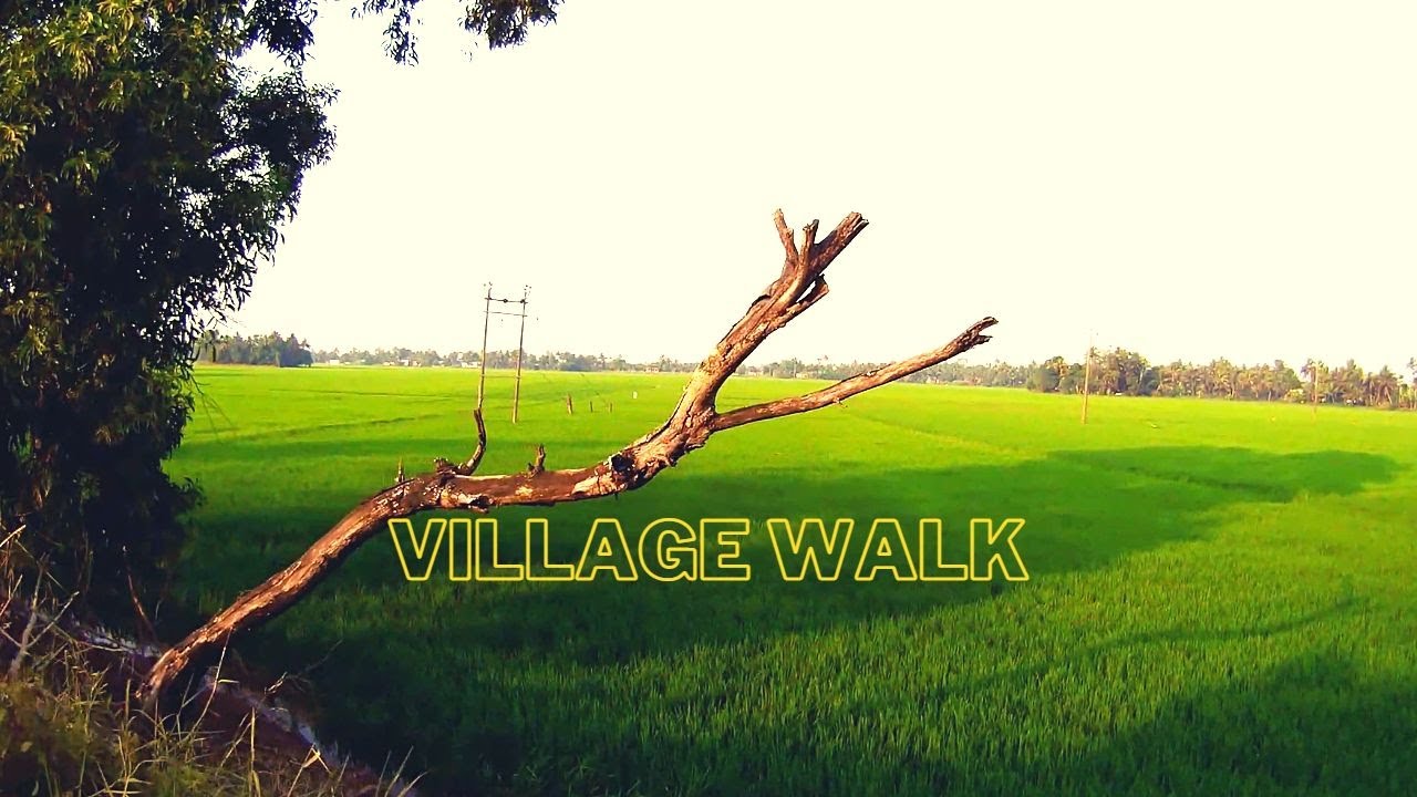 Walk in a village side through beautiful paddy fields I Kuttanad I For Relaxation and sleeping