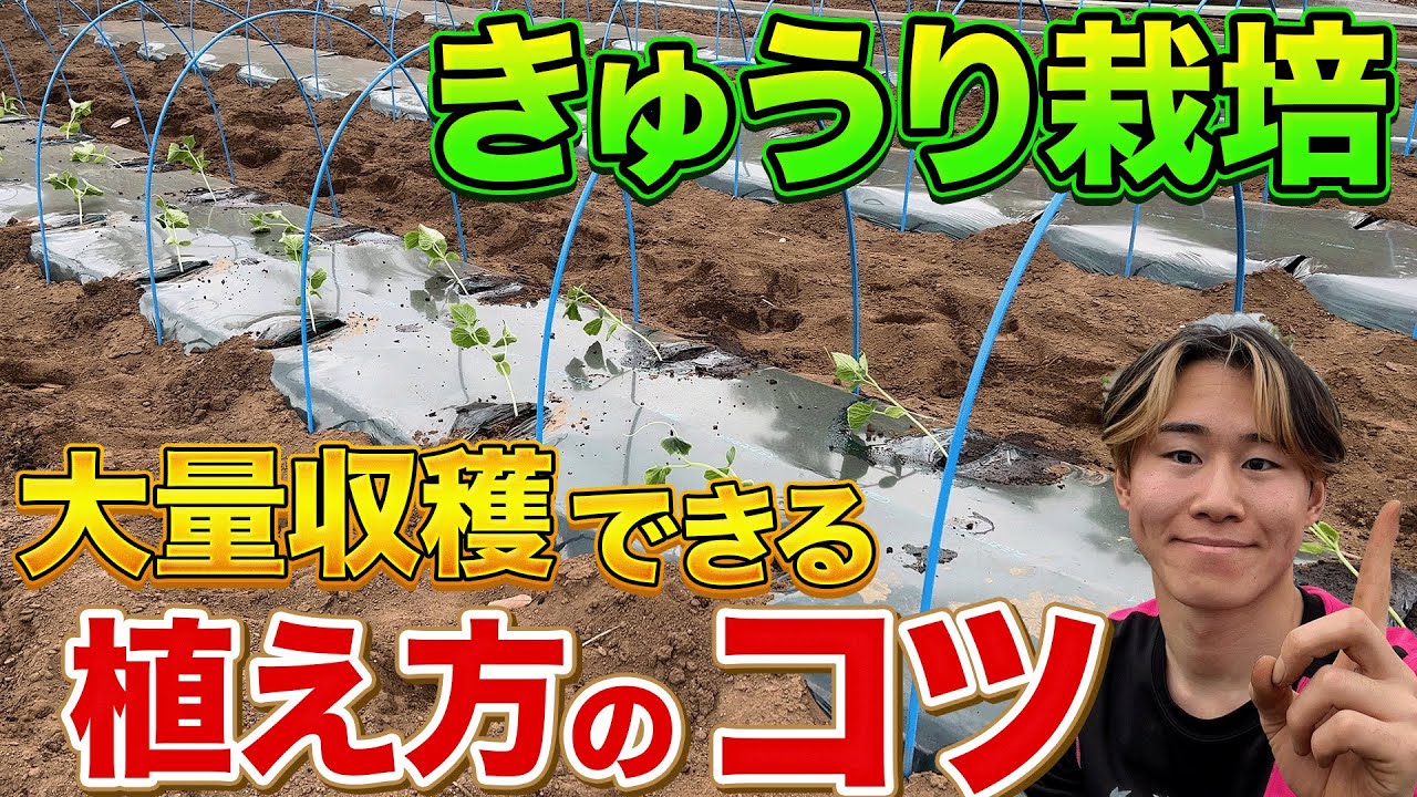 【すごい】きゅうりを大量に収穫するには最初が肝心です！苗の植え付けのコツとやり方を教えます！