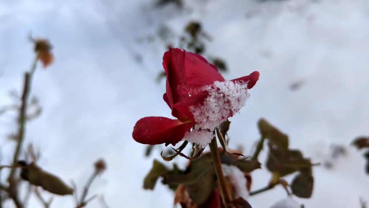 【庭にでてみる】バラの氷と雪アジサイ