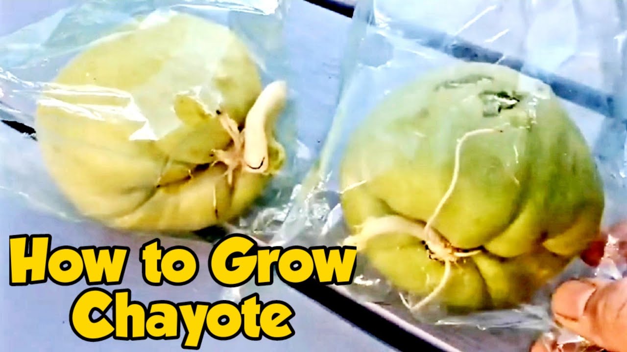 How to Grow and Plant Chayote / Sayote effectively | Guide Growing Chayote | Manila London | Vlog