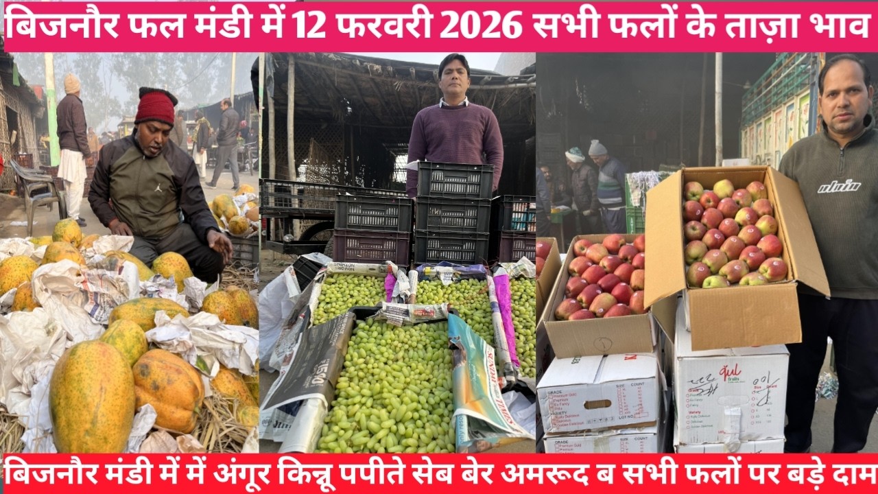 बिजनौर फल मंडी 12 फरवरी 2026 सभी फलों के ताज़ा भाव || All fruits price today bijnor fruits market