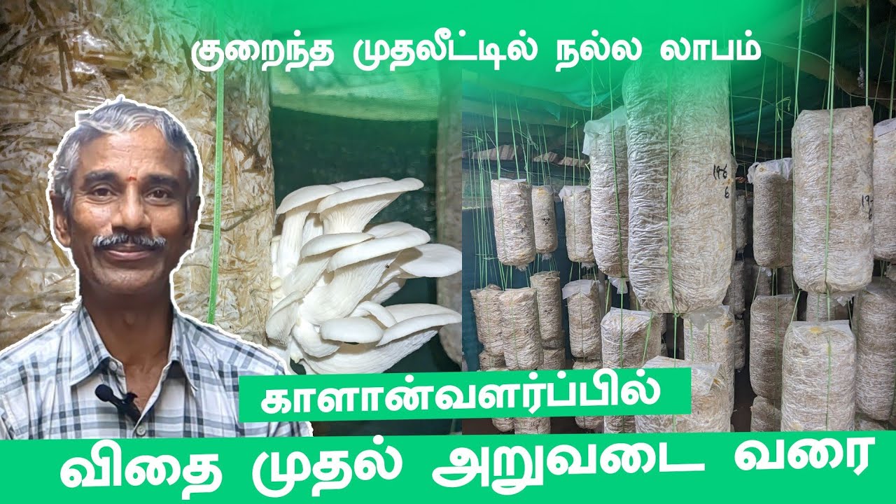 காளான் விதை முதல் அறுவடை வரை பாகம் இரண்டு #brothersfarm #mushroomcultivation #kalanpannai