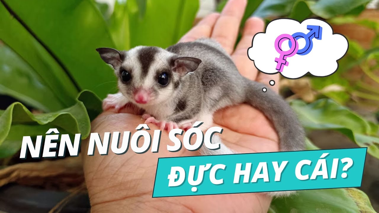 Nên Nuôi Sóc Bay Úc Đực hay Sóc Bay Cái?