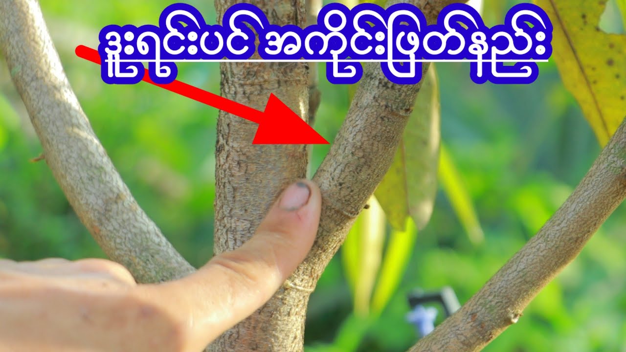 ဒူးရင်းပင် အကိုင်းဖြတ်နည်း