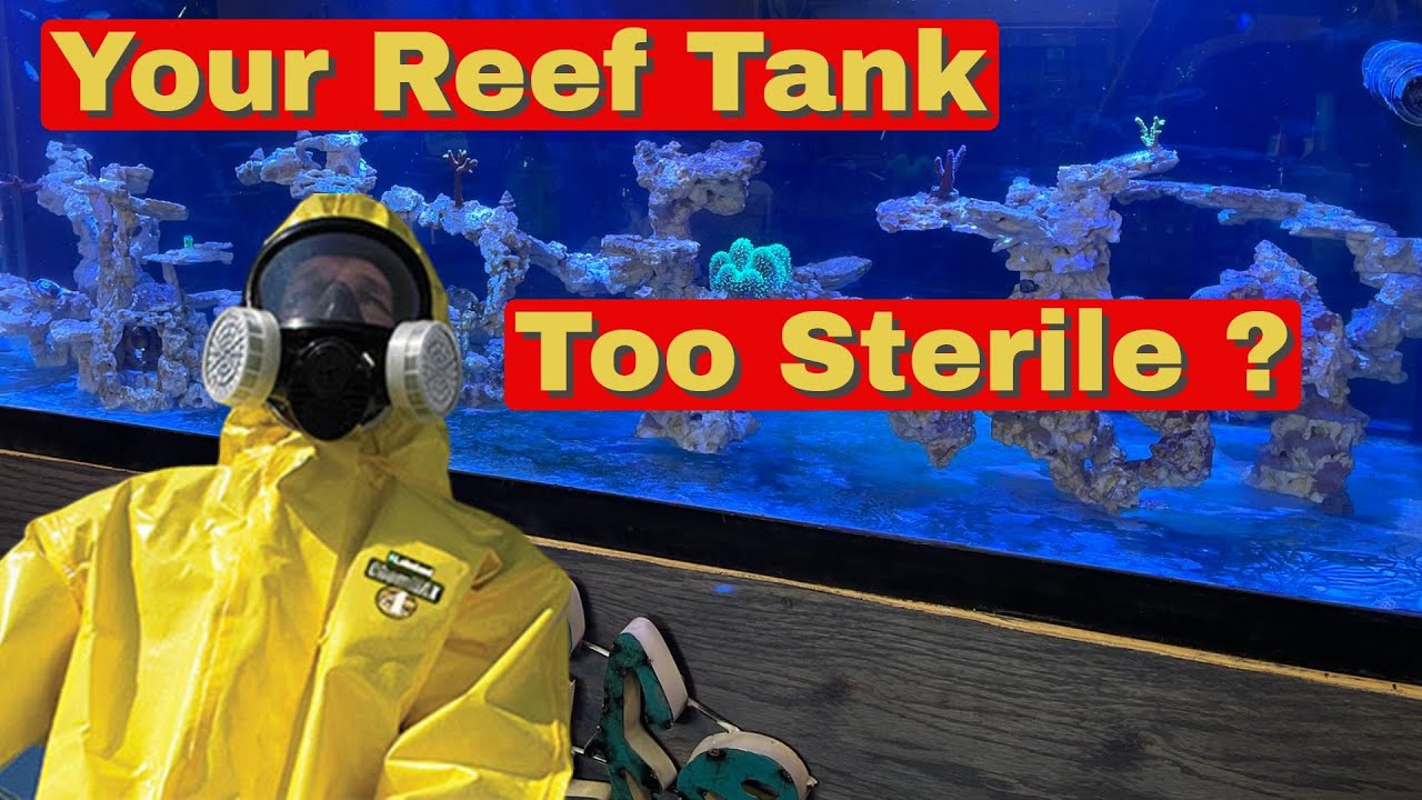Forget Bare Bottom Aquariums (Use Live Rock Or Live Sand In Your Reef Tank)