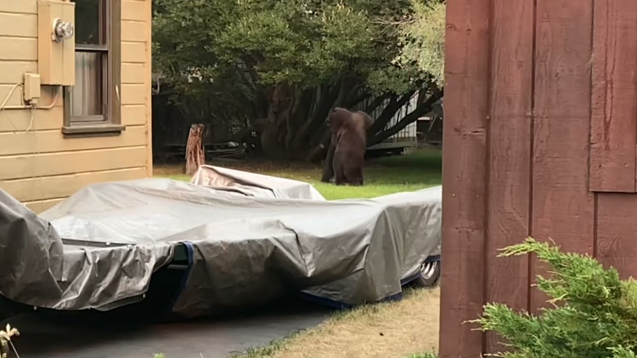 More bear sightings in South Lake Tahoe neighborhoods as repopulation continues