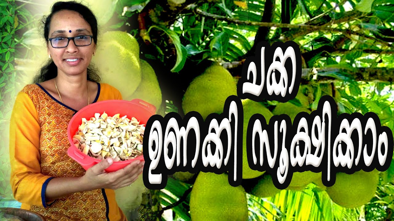 ചക്ക ഉണക്കി&nbsp;സൂക്ഷിക്കാം | chakka unakkal | chakka podi | Chakka unakkam