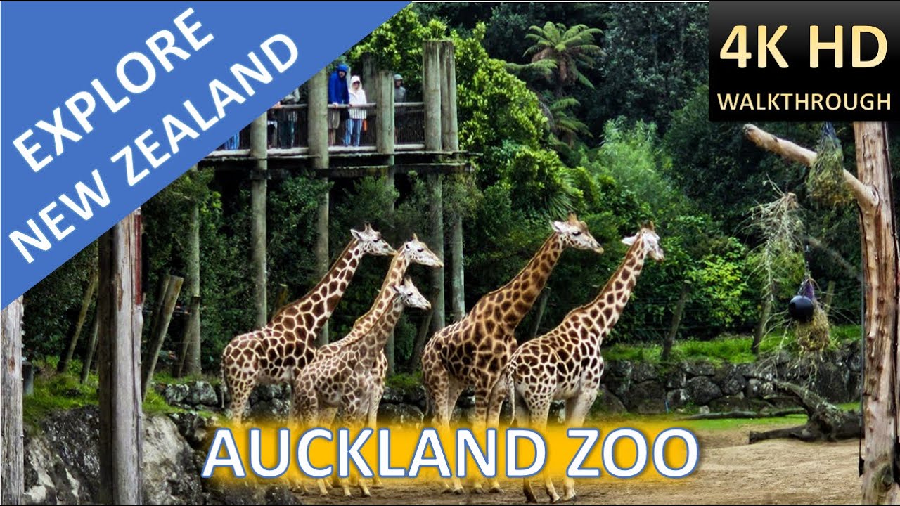 AUCKLAND ZOO | WALKTHROUGH | 4K HD