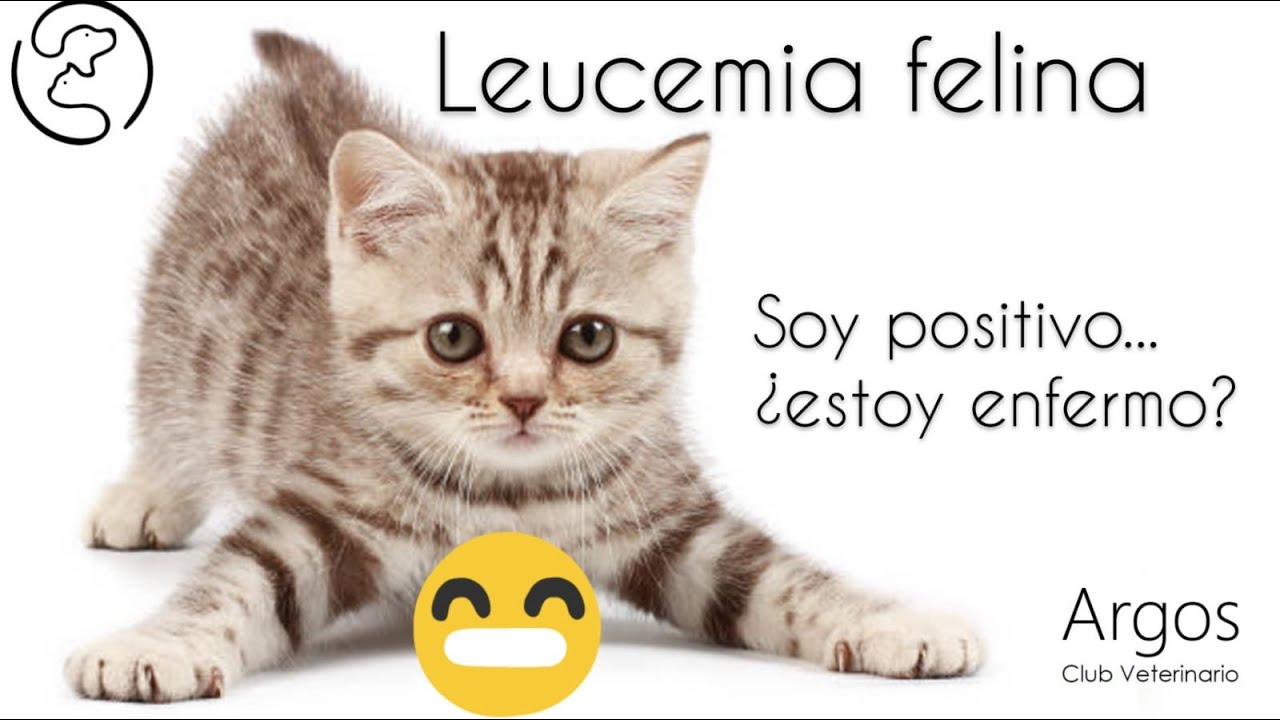 ¿Qué pasa si mi gato tiene el virus de Leucemia Felina?