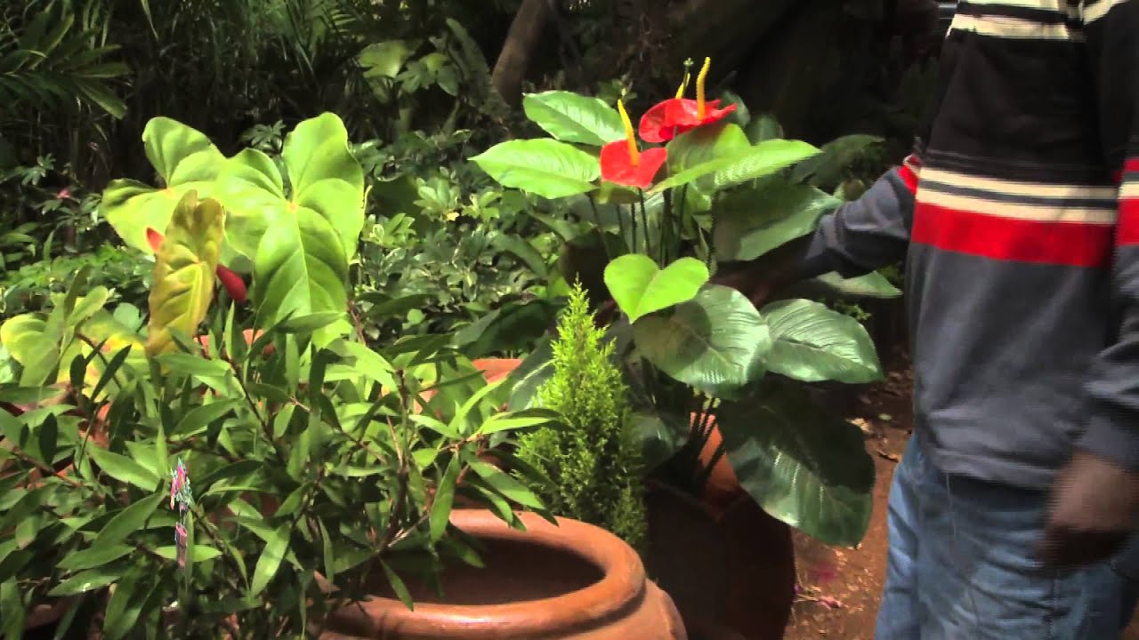 Indoor plants in Kenya - Gardening