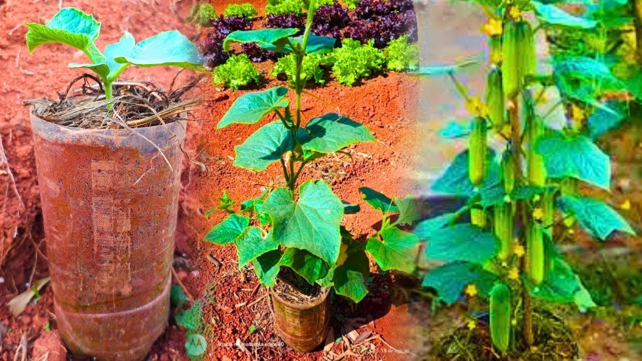 PLANTAR PEPINO NA GARRAFA PET - PASSO A PASSO - O RESULTADO É INCRÍVEL
