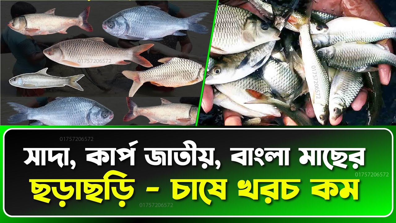 এক পুকুরে ৫ জাতের মাছ চাষ! রুই–কাতলা–মৃগেল–সিলভার–বিগহেডের লাভজনক সমাহার