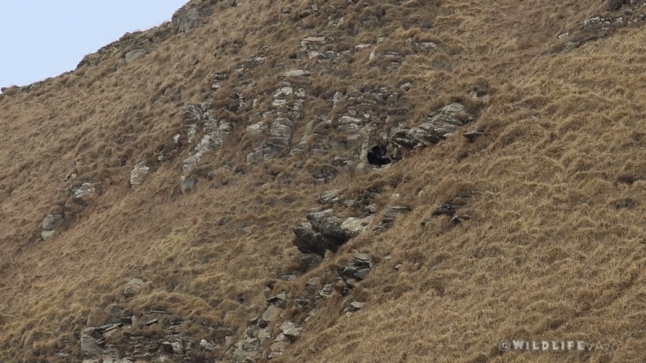 Accoppiamento Aquila reale in Valle Argentina '24