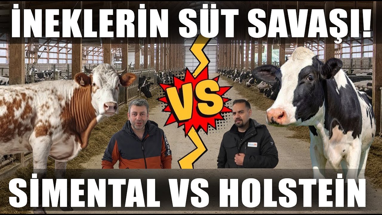 İneklerin Süt Savaşı! Holstein Mı Simental Mi Daha Çok Para Kazandırır? / Verimli Çiftlikler