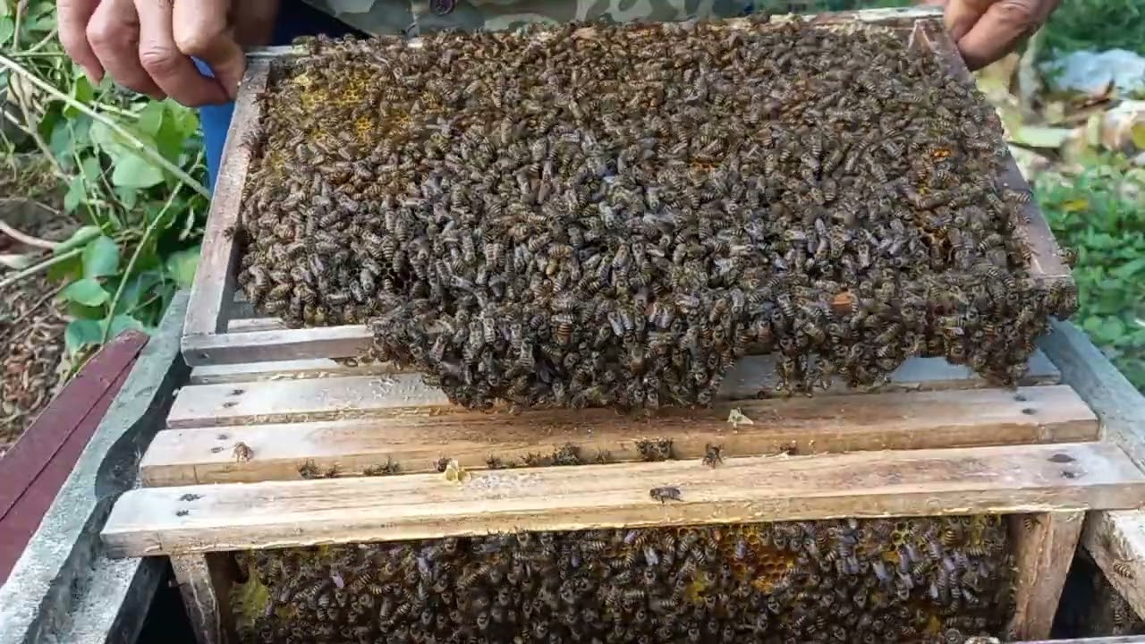 Harvesting Pure Golden Honey Under Pressure