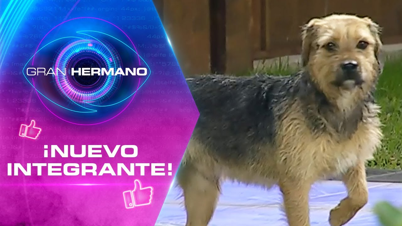 ¡NUEVO JUGADOR!🐶 