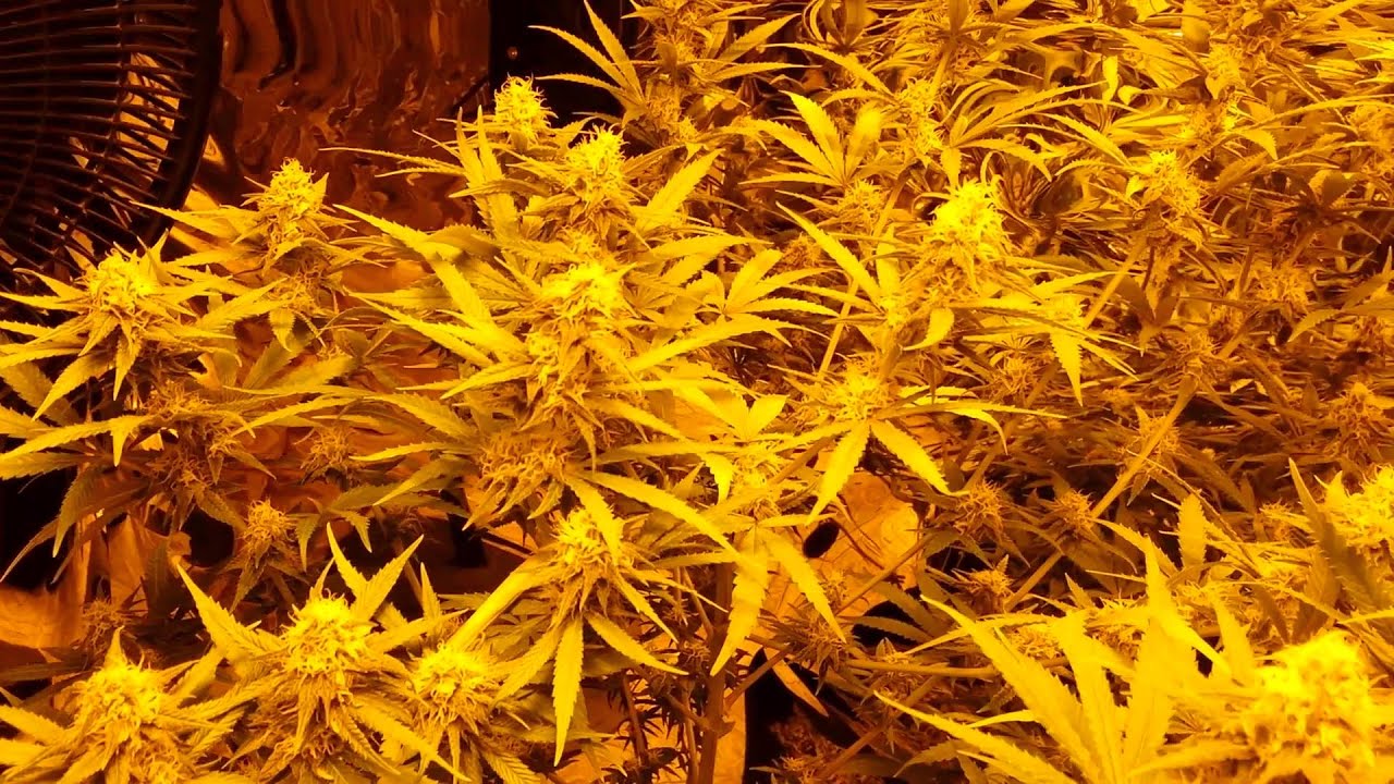 🌿HARDCORE'$ GROW : MOBY ON FLUSH. ..