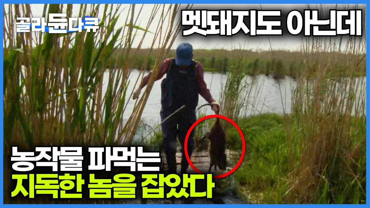 멧돼지보다 훨씬 지독하다. 천적 따위 없는 골칫덩어리 뉴트리아 잡는 외래종 포획단｜극한직업｜#골라듄다큐