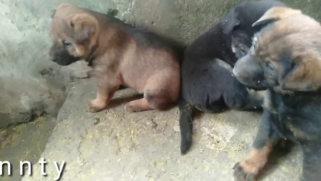 Kinh nghiệm chọn chó khôn giữ nhà chuẩn 100%  | nnty