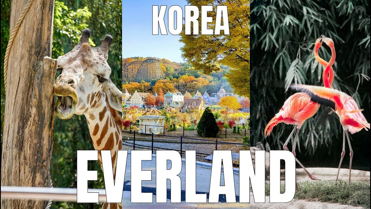 Top Theme Park in South Korea Near Seoul  - Everland | Travel Foods Vlog (Zoo, Rides, Attractions) 