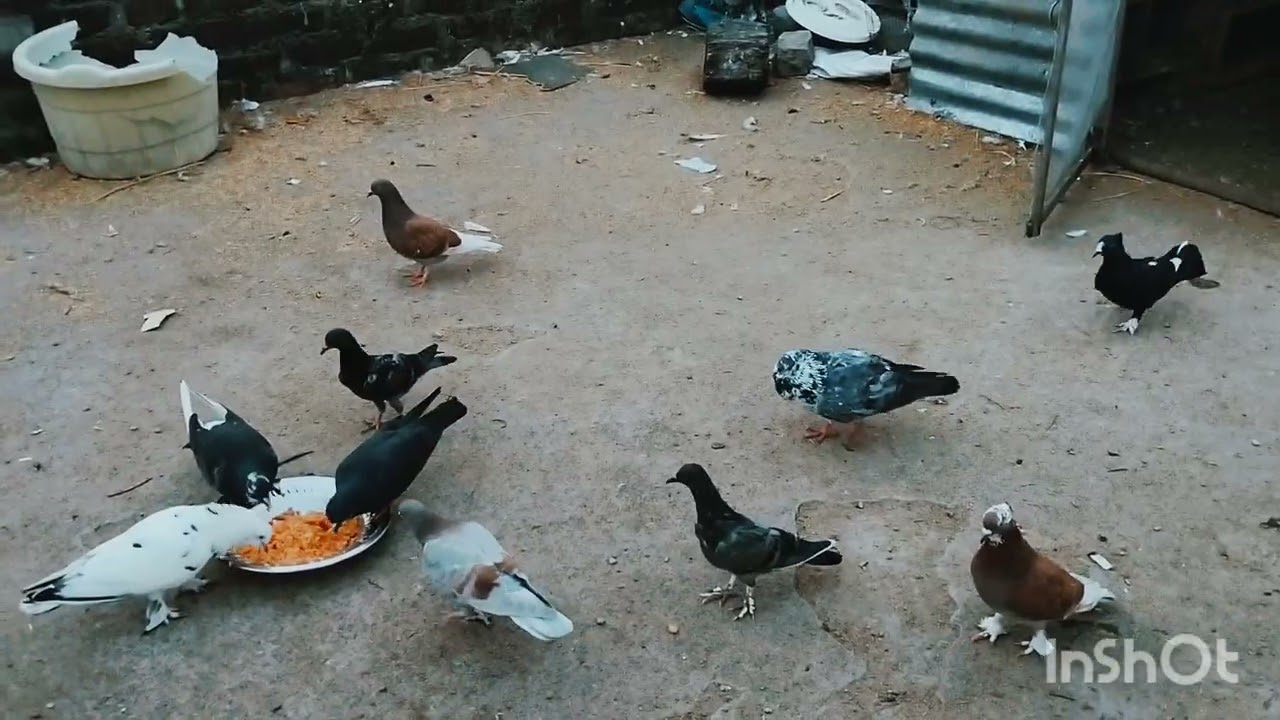 🕊️🕊️👍👍🕊️❤️💗