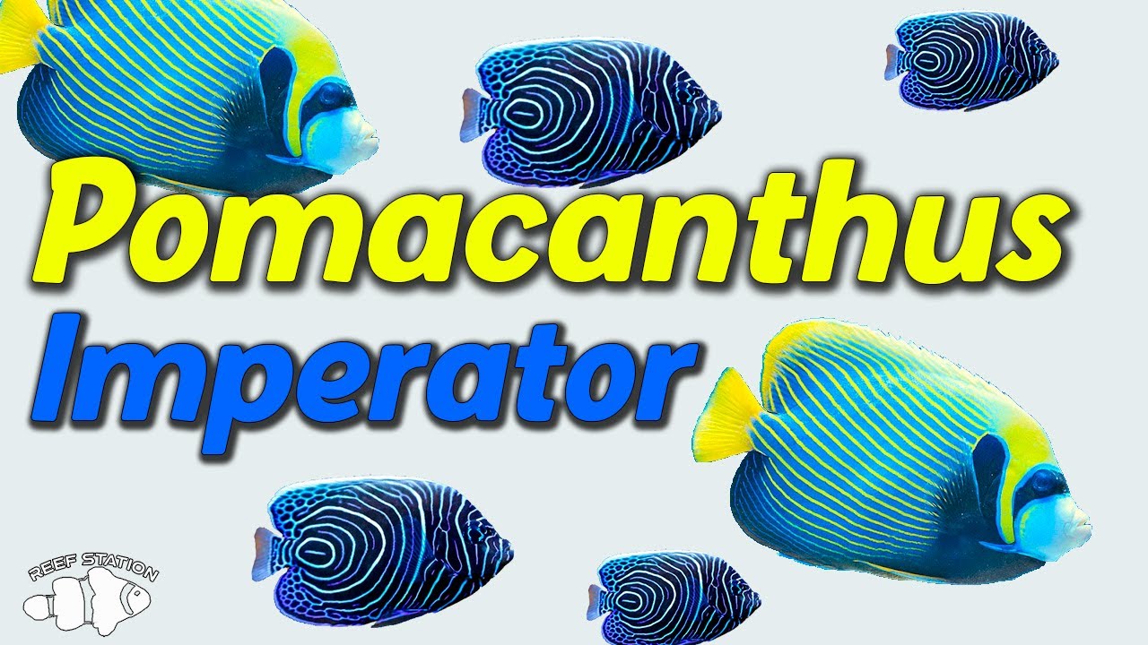 Cuidados Del Pez🐟Pomacanthus Imperator🐟🐠Pez Angel Emperador