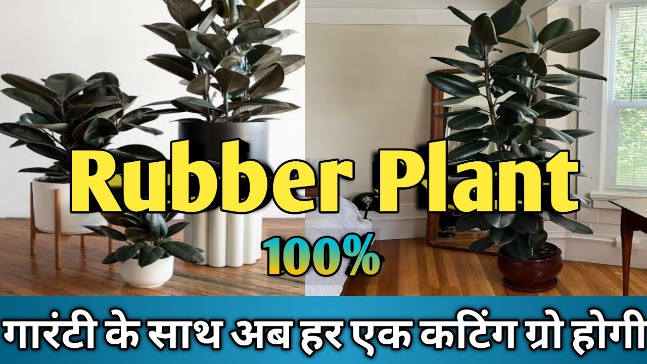 Rubber Plant Propagation/ रबर प्लांट की कटिंग को लगाने का आसान तरीका