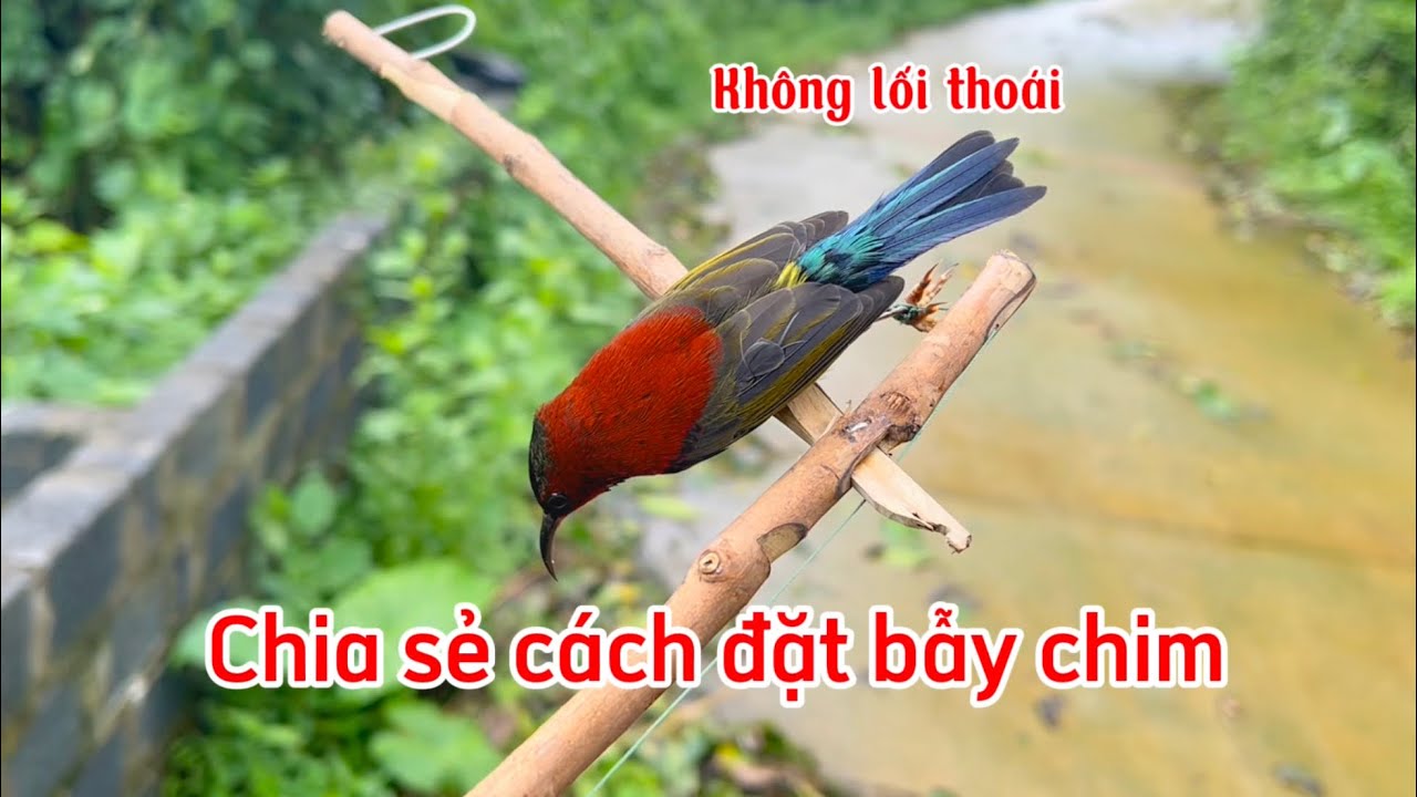 Chia Sẻ Cách Đặt Bẫy Chim Mới Chế #baychim #birdtrap /Du Cửa Khâu Tv