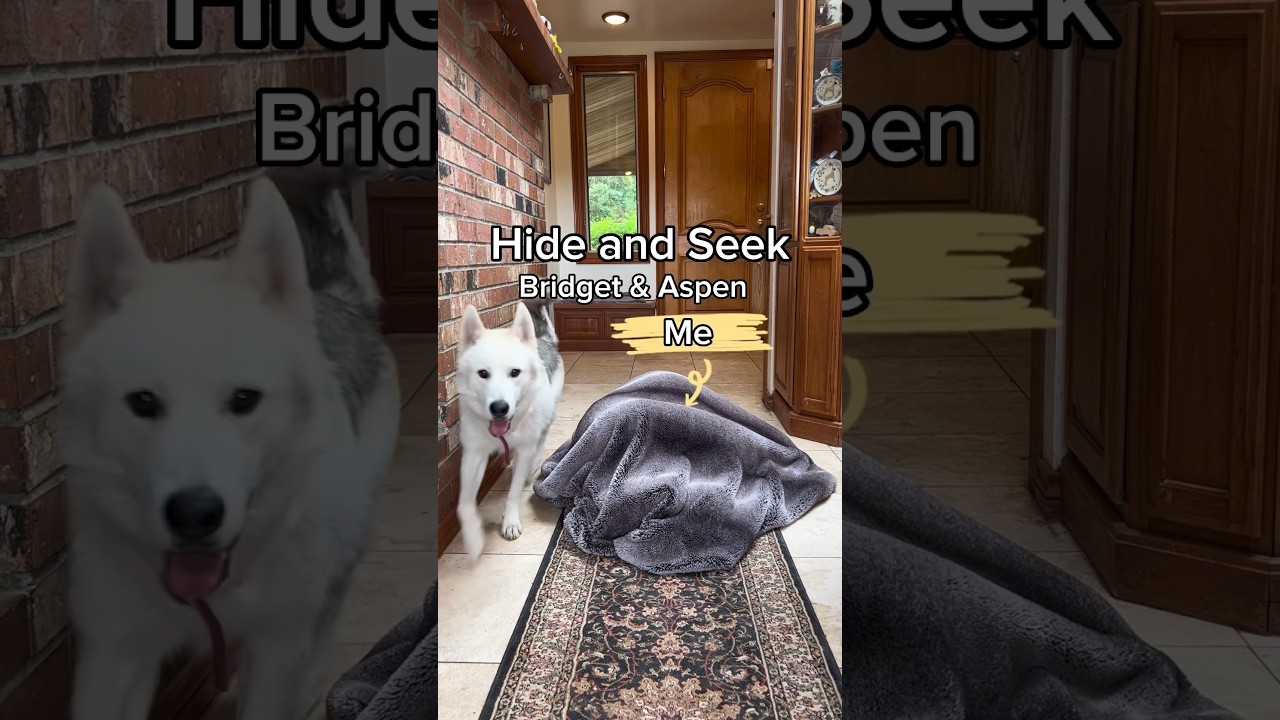 No noses 👃 were used #dogs  #dogchallenge