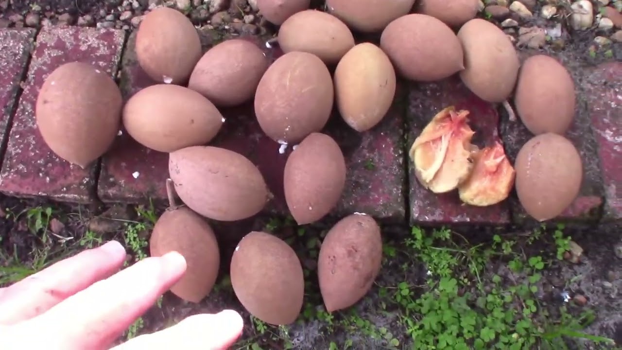 Our BIG Sapodilla (Nispero) Harvest | #gardening