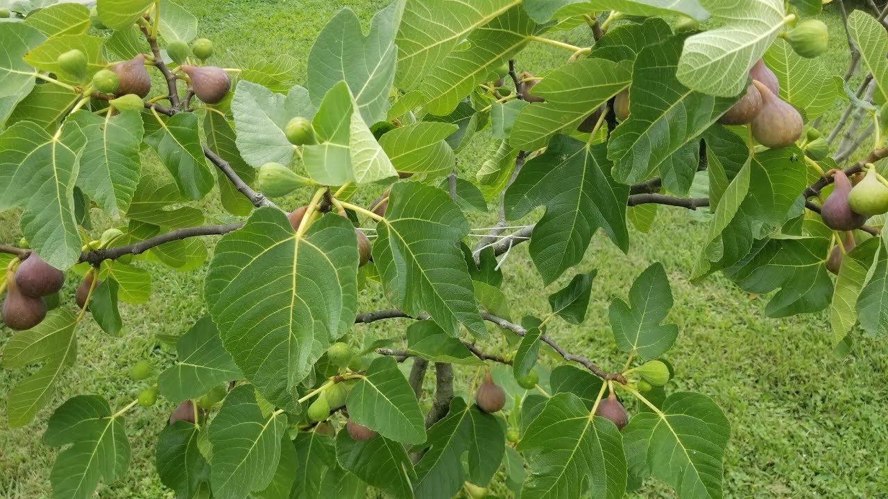FIGS! FIGS! FIGS! Some Varieties Fully Underway! 8/1/21