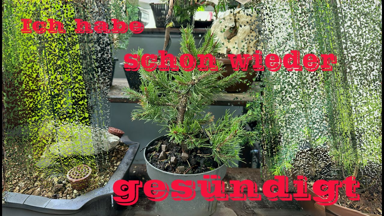 Erstgestaltung einer Zwerg-Kiefer/ Pinus pumila  aus dem Gartencenter  Bonsai 14/2024