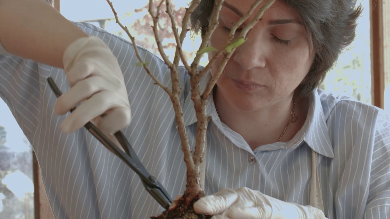 How to make bonsai tree Fuji Cherry or  Prunus incisa Kojo-no-mai Bonsai Trees From Nursery Stock