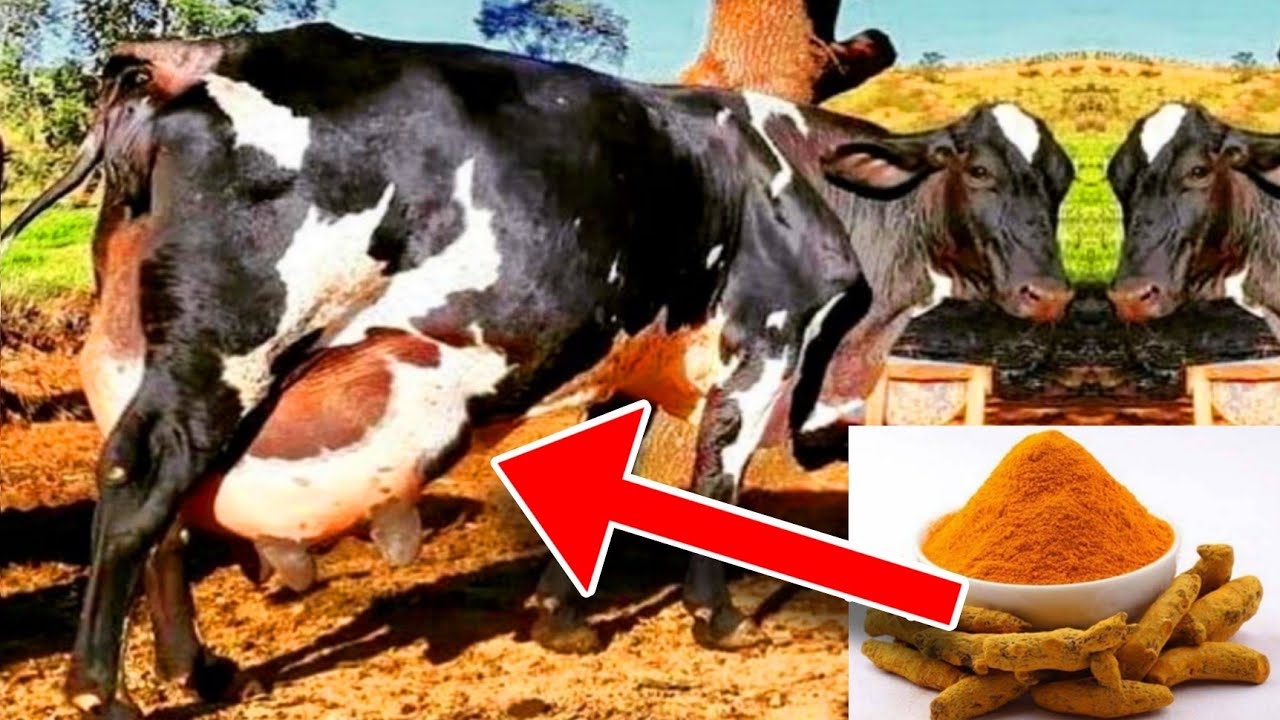 50% 👍 Increase Milk Production Of Cow & Buffalo || How To Increase Milk Producation From Turmeric 💥