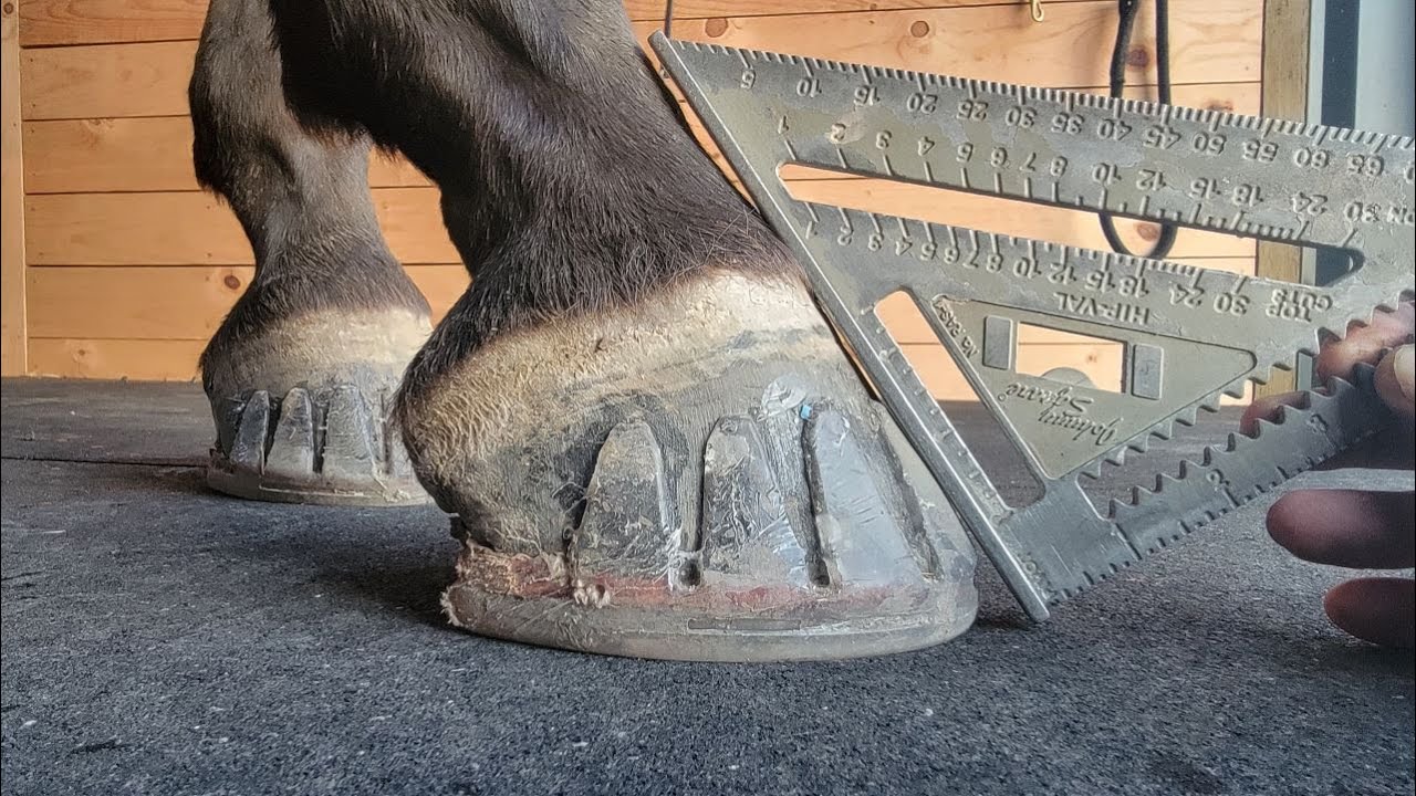 3d Hoof Care Easy Shoes Glue On for Little Man