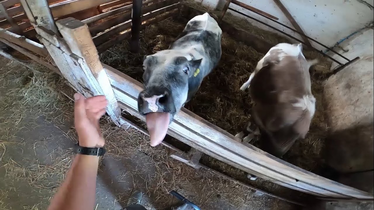 CODZIENNE OBOWIĄZKI PRZY BYDLE