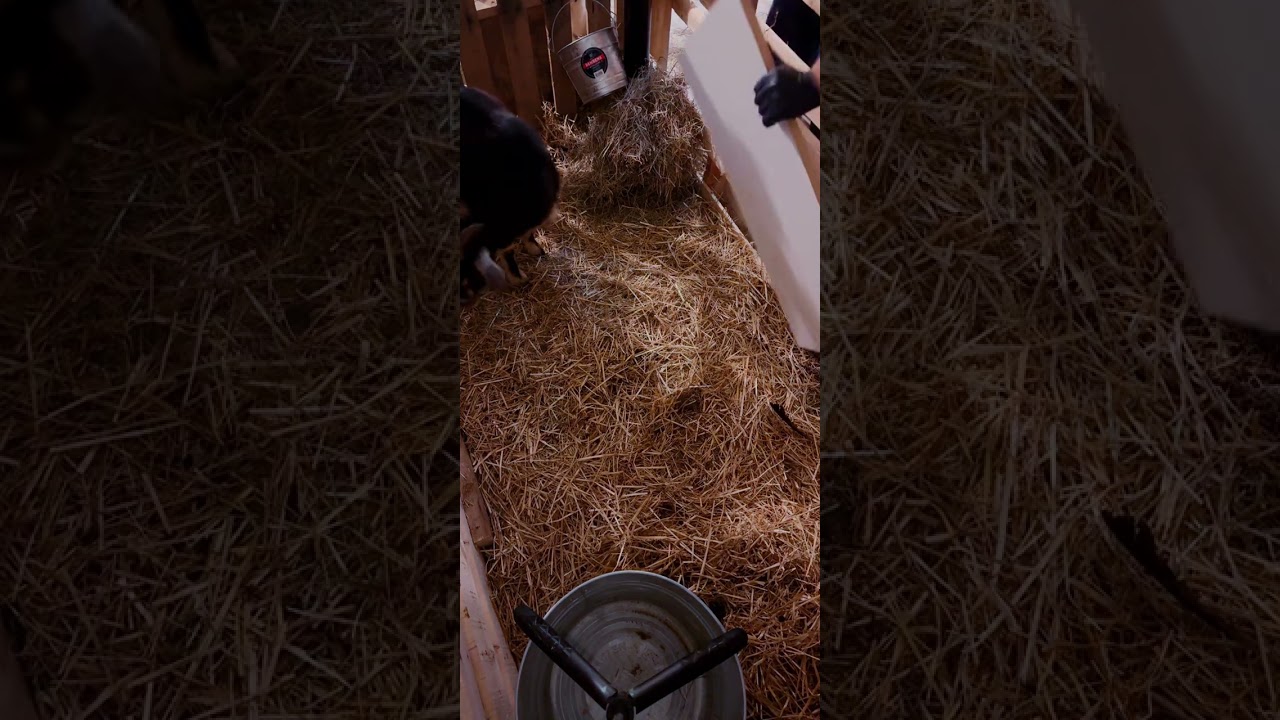 LIVE recording of our new mama and her baby goat!