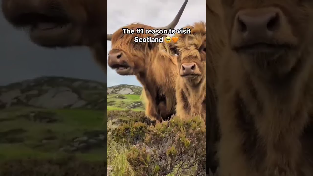 Highland Cows in Scotland 🥰🏴󠁧󠁢󠁳󠁣󠁴󠁿