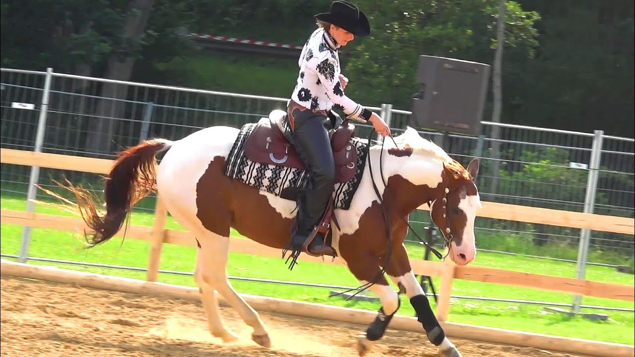 Pferde Dressur & WESTERN SHOW