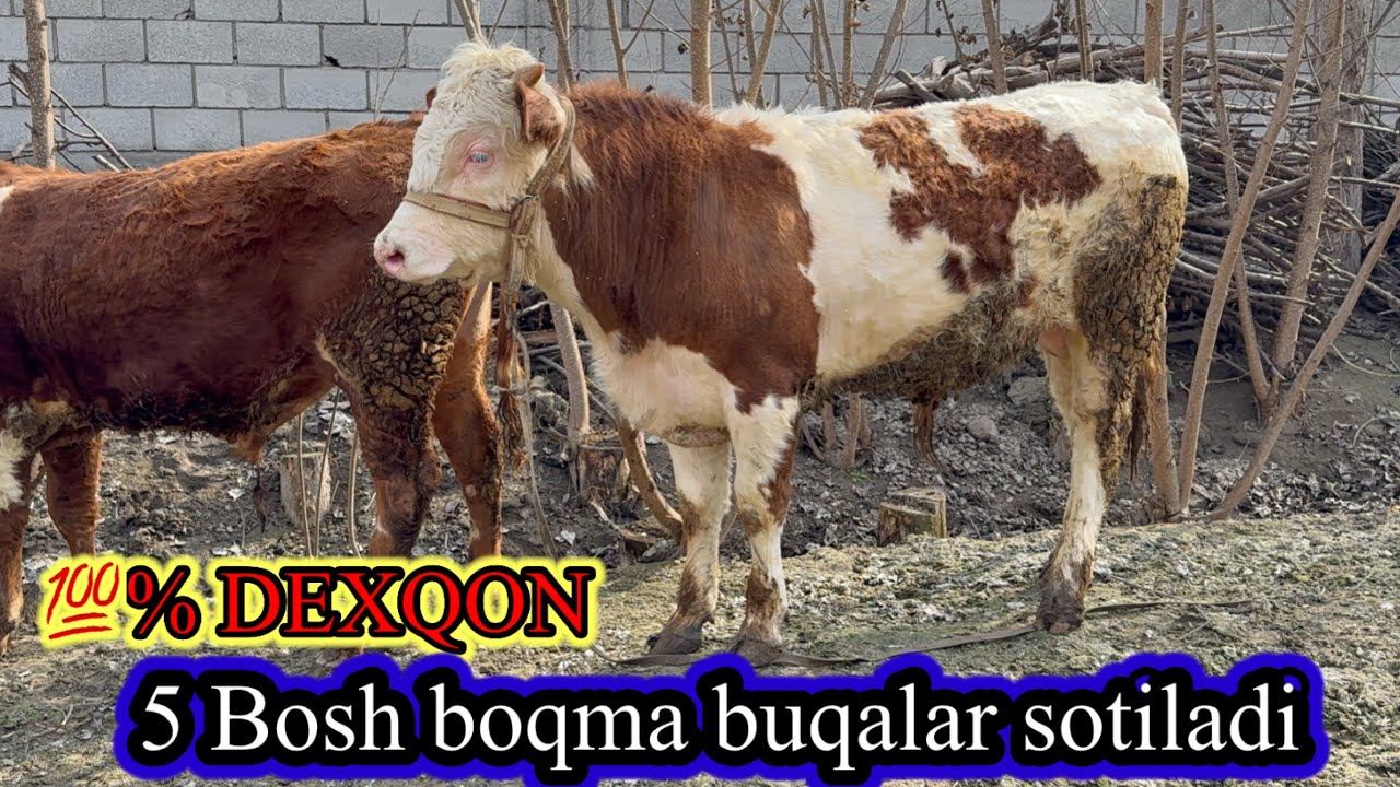 💯% DEXQON. 5 BOSH BOQMA BUQALAR SOTILADI. Dastafka yuq.