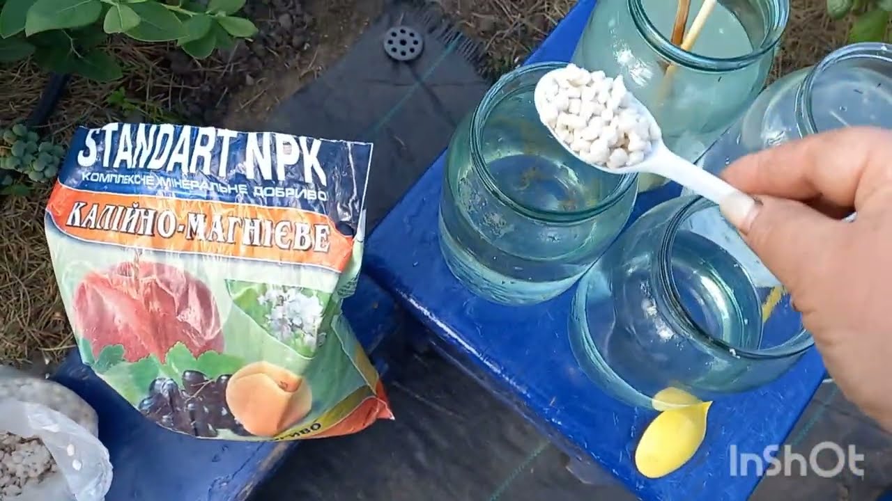 ТРЕТЬЯ подкормка голубики. Хотите КРУПНУЮ И СЛАДКУЮ ягодку???