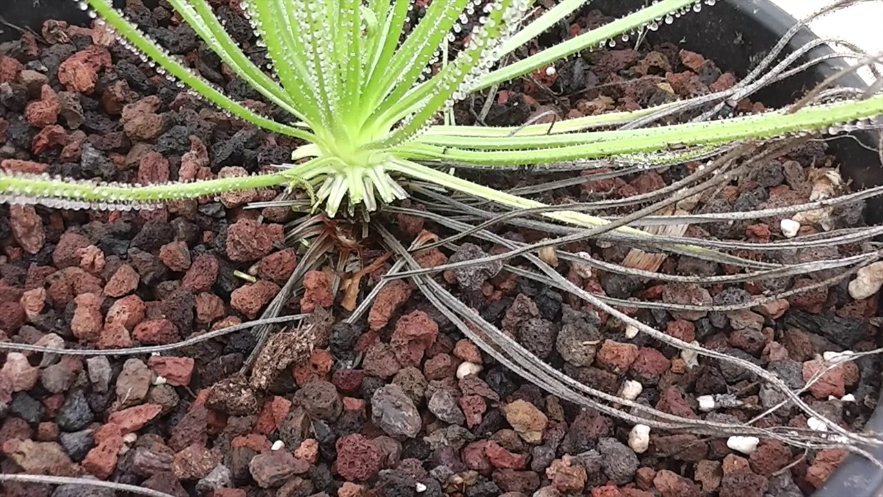 El CORRECTO mantenimiento de Drosophyllum